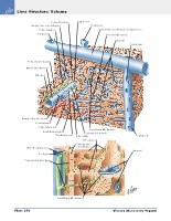 Frank H. Netter, MD - Atlas of Human Anatomy (6th ed ) 2014, page 315